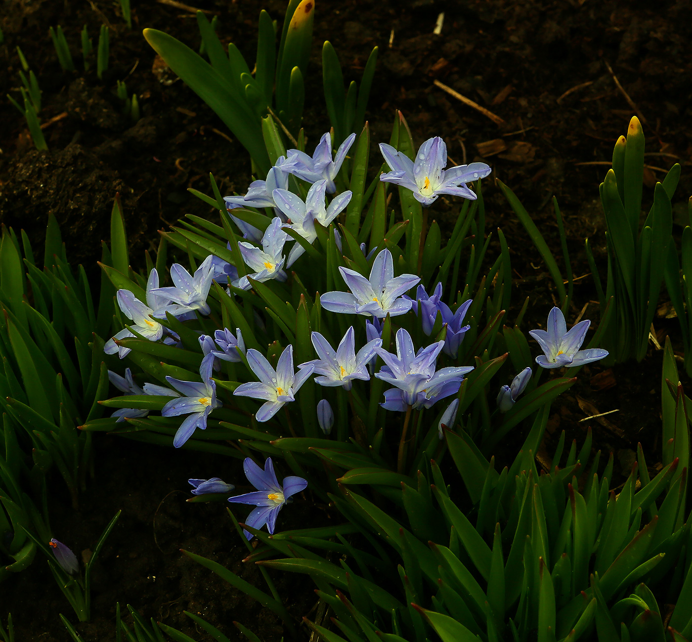 Изображение особи Chionodoxa luciliae.