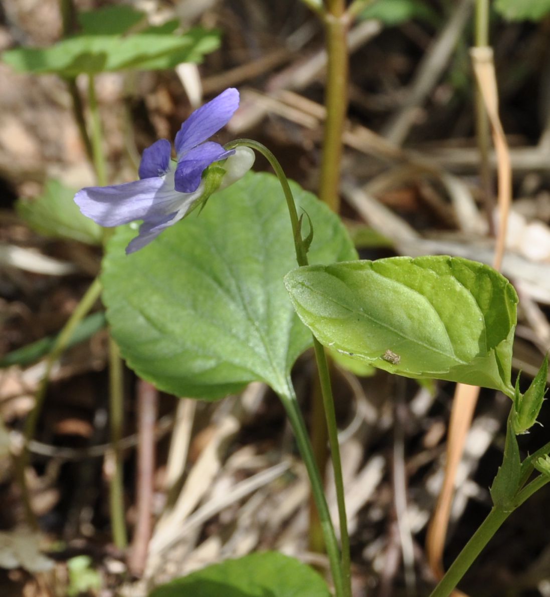 Image of genus Viola specimen.