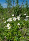 Anemone sylvestris