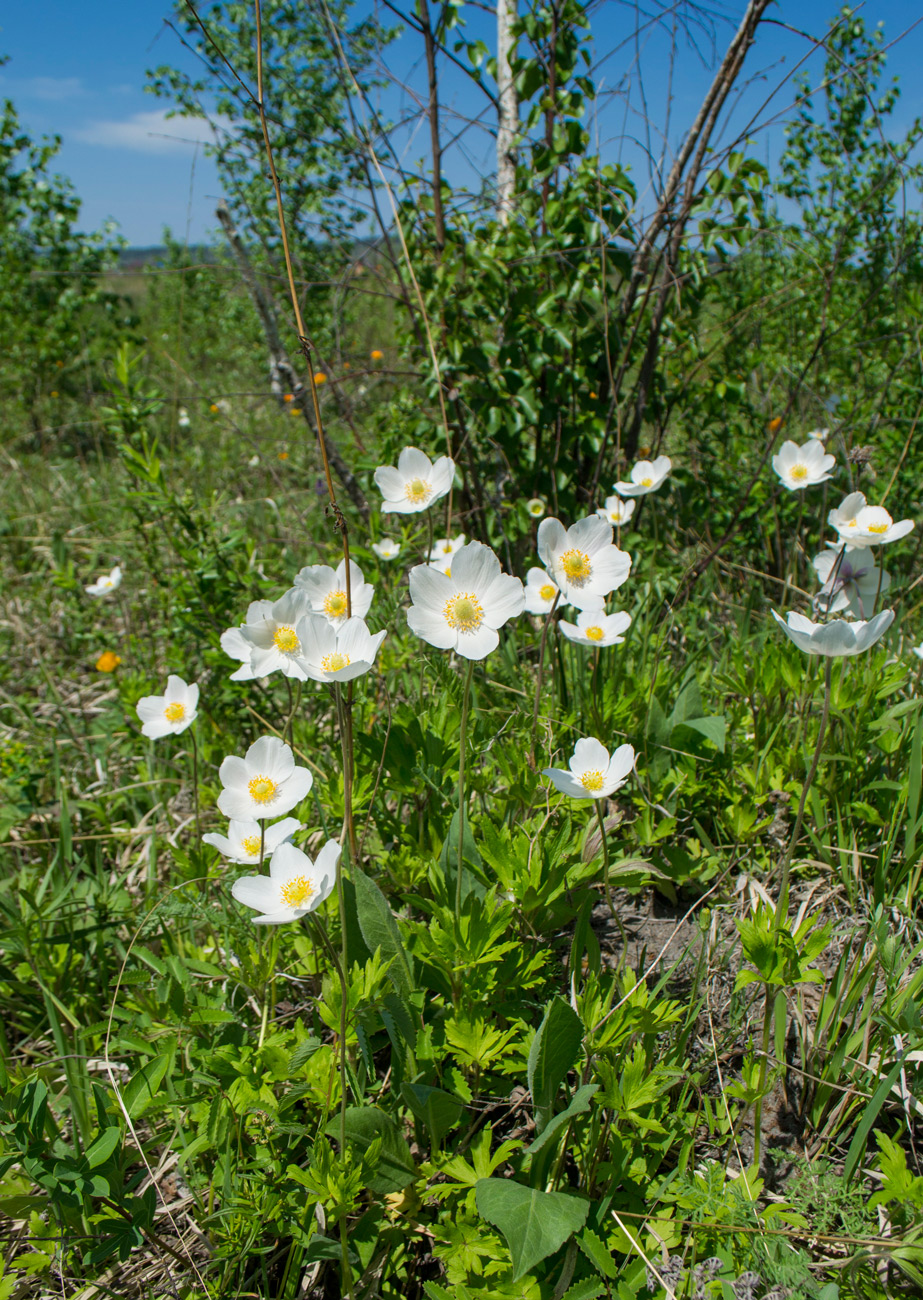 Image of Anemone sylvestris specimen.