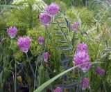 Allium caricifolium