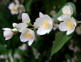 Philadelphus coronarius