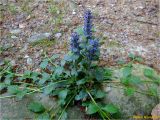 Ajuga reptans. Цветущее растение. Украина, Ивано-Франковская обл., Болеховский горсовет, Поляницкий сельсовет, Поляницкий региональный ландшафтный парк, урочище \"Скалы\", возле тропы. 03.05.2018.