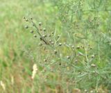 Asparagus verticillatus