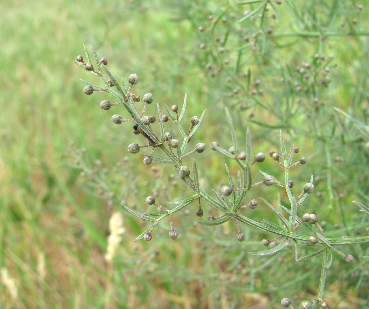 Изображение особи Asparagus verticillatus.