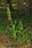 Epipactis leptochila