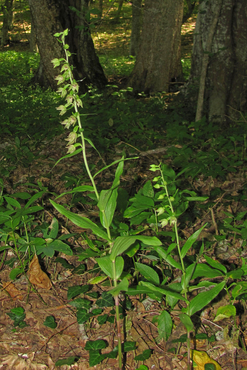 Изображение особи Epipactis leptochila.