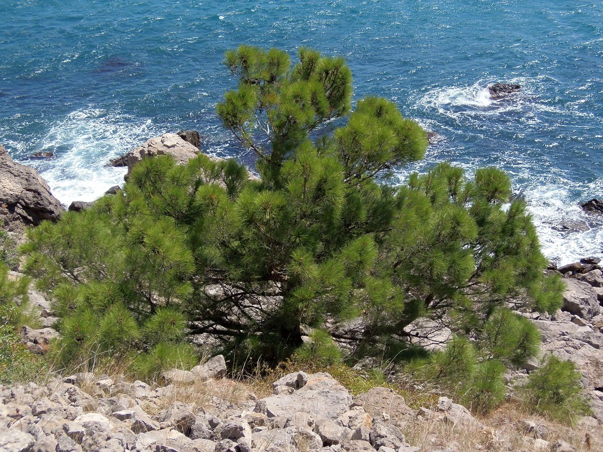 Image of Pinus pityusa specimen.