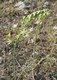 Ornithogalum pyrenaicum