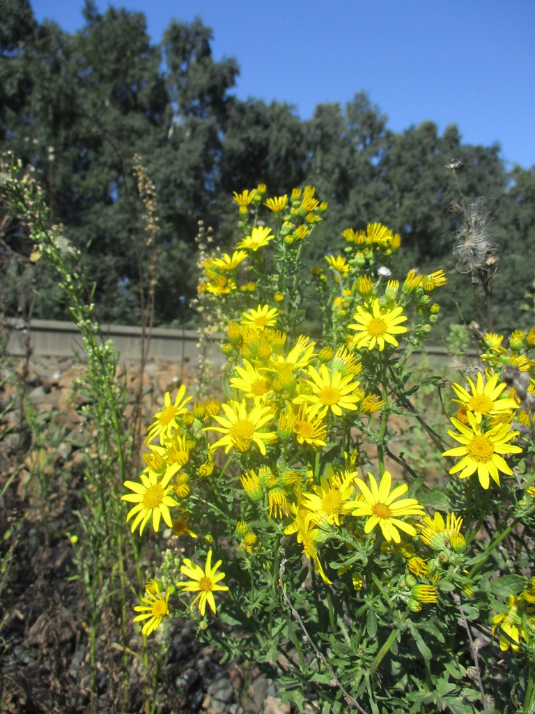 Image of genus Senecio specimen.