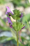 Lamium amplexicaule. Верхушка цветущего растения. Псковская обл., Псковский р-н, окр. погоста Выбуты, берег р. Великая, подошва известнякового обрыва, задернованная каменистая осыпь. 26.06.2018.