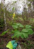 Corydalis talpina