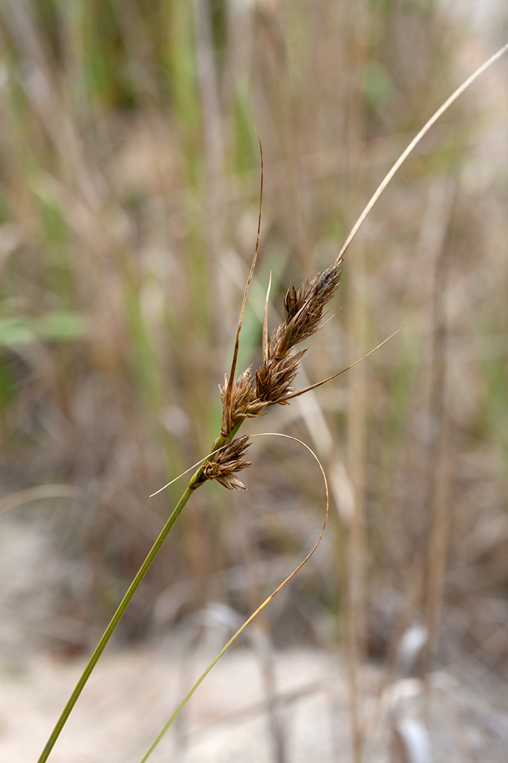 Изображение особи Carex arenaria.