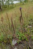 Veronica spicata подвид bashkiriensis. Доцветающие и плодоносящие растения. Башкортостан, Учалинский р-н, Ильчигуловский сельсовет, окр. дер. Мулдашево, хр. Нурали, каменистый склон, ≈ 500 м н.у.м. 7 сентября 2018 г.