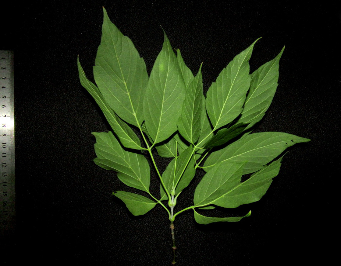 Image of Acer negundo specimen.