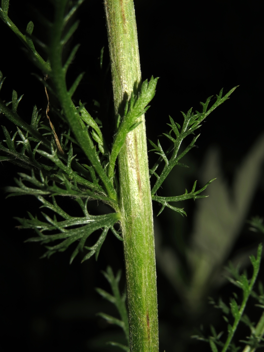 Image of Achillea millefolium specimen.