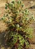 Echinops antalyensis