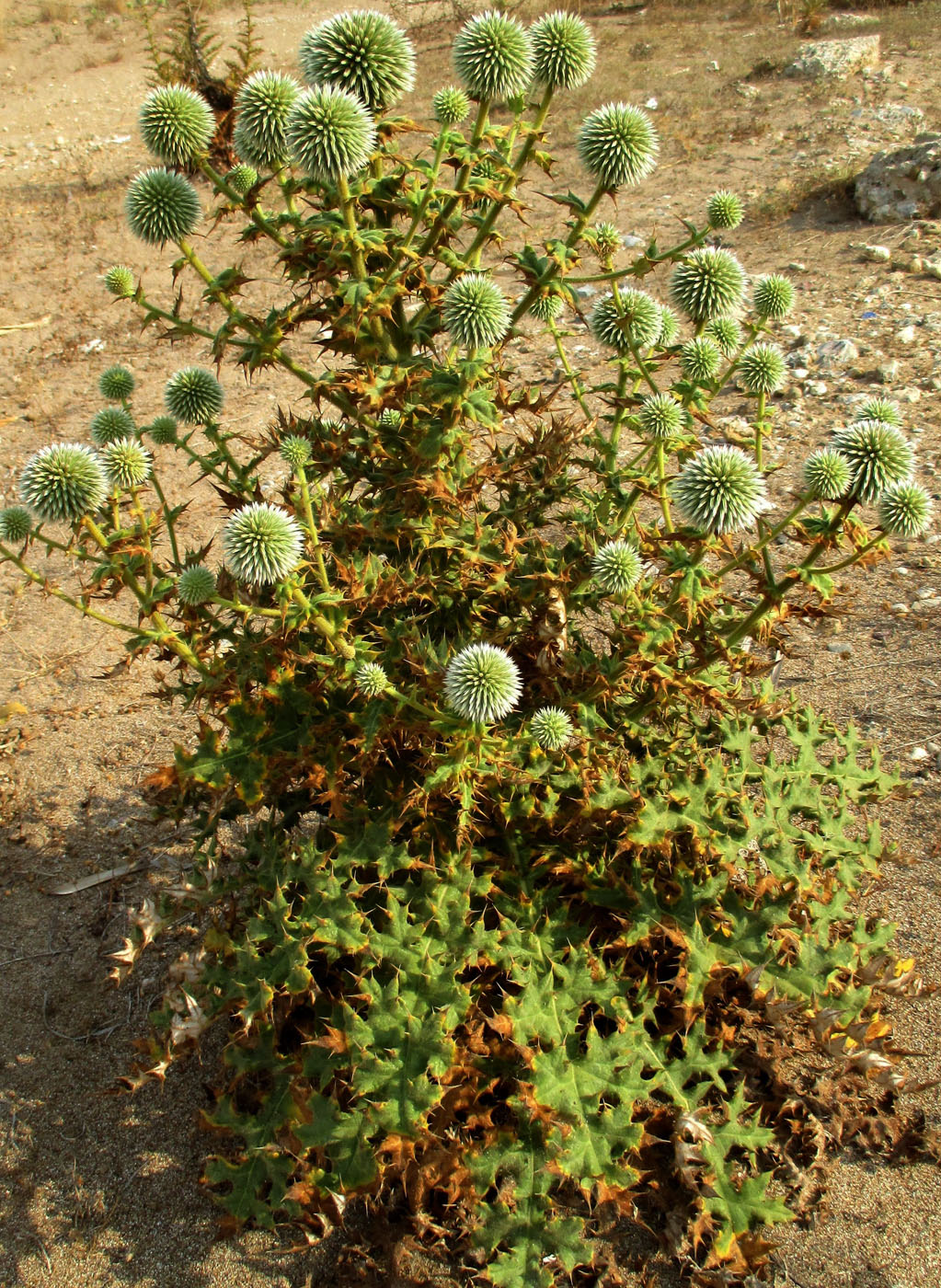 Изображение особи Echinops antalyensis.