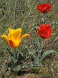 Tulipa greigii