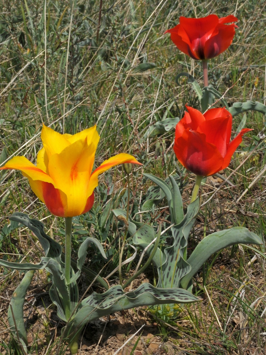 Image of Tulipa greigii specimen.