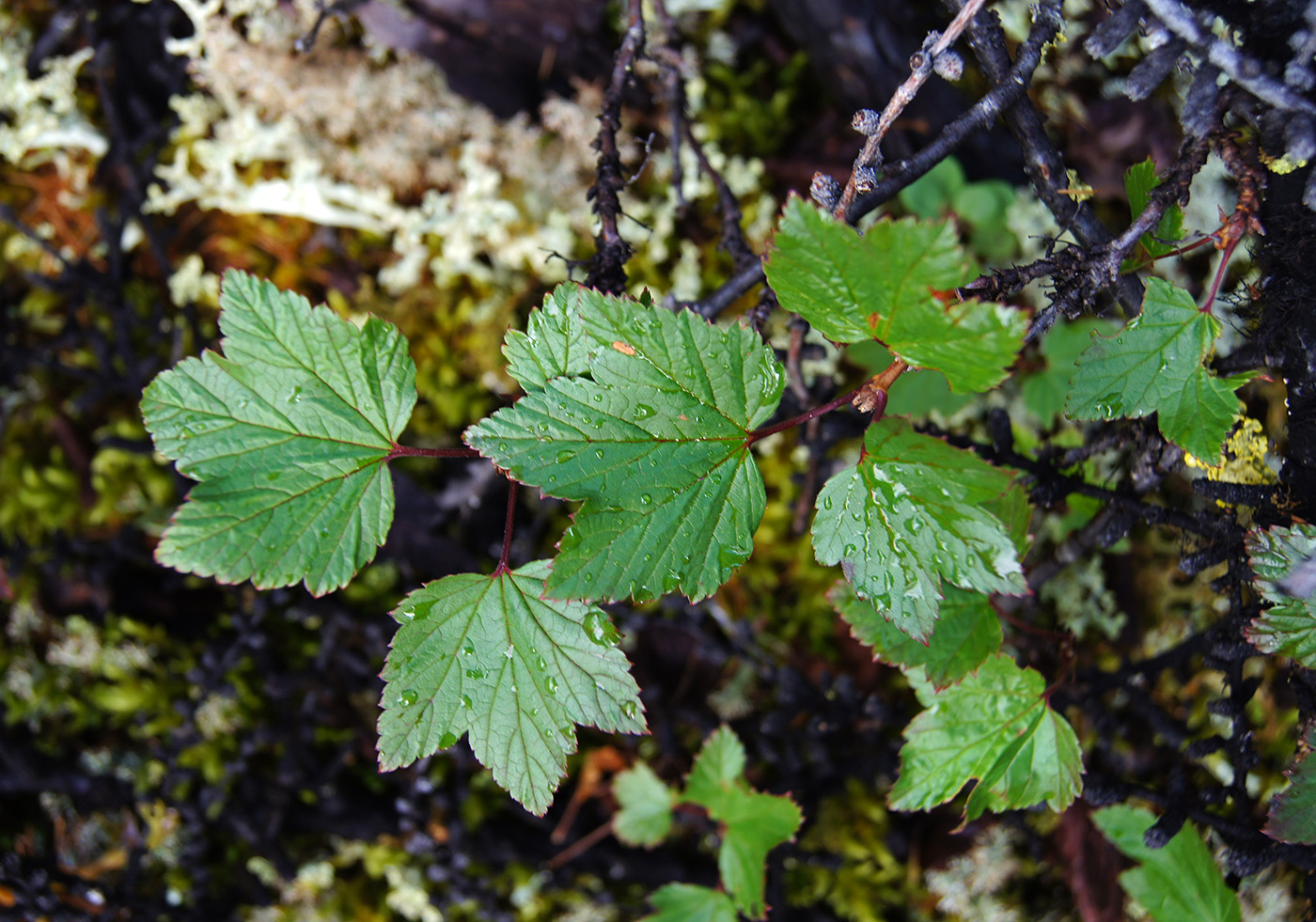 Image of Ribes triste specimen.