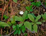 Trientalis europaea