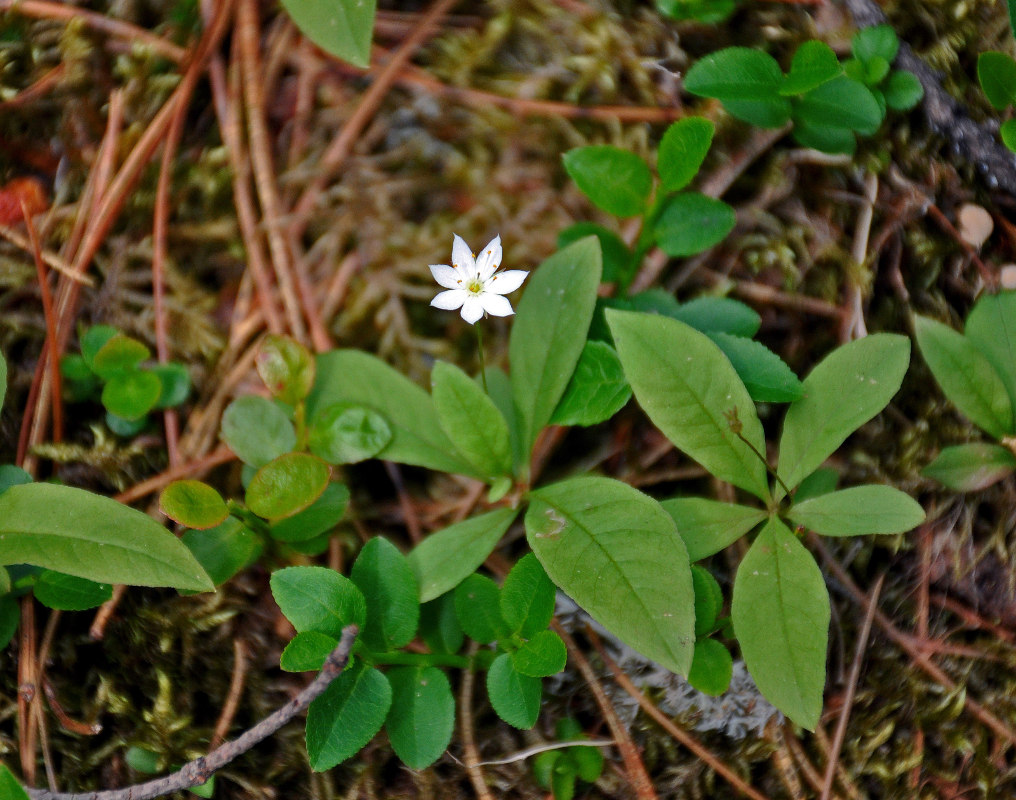 Изображение особи Trientalis europaea.