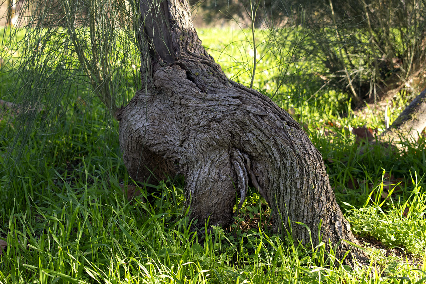 Image of Retama monosperma specimen.