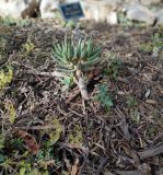 Aloidendron dichotomum