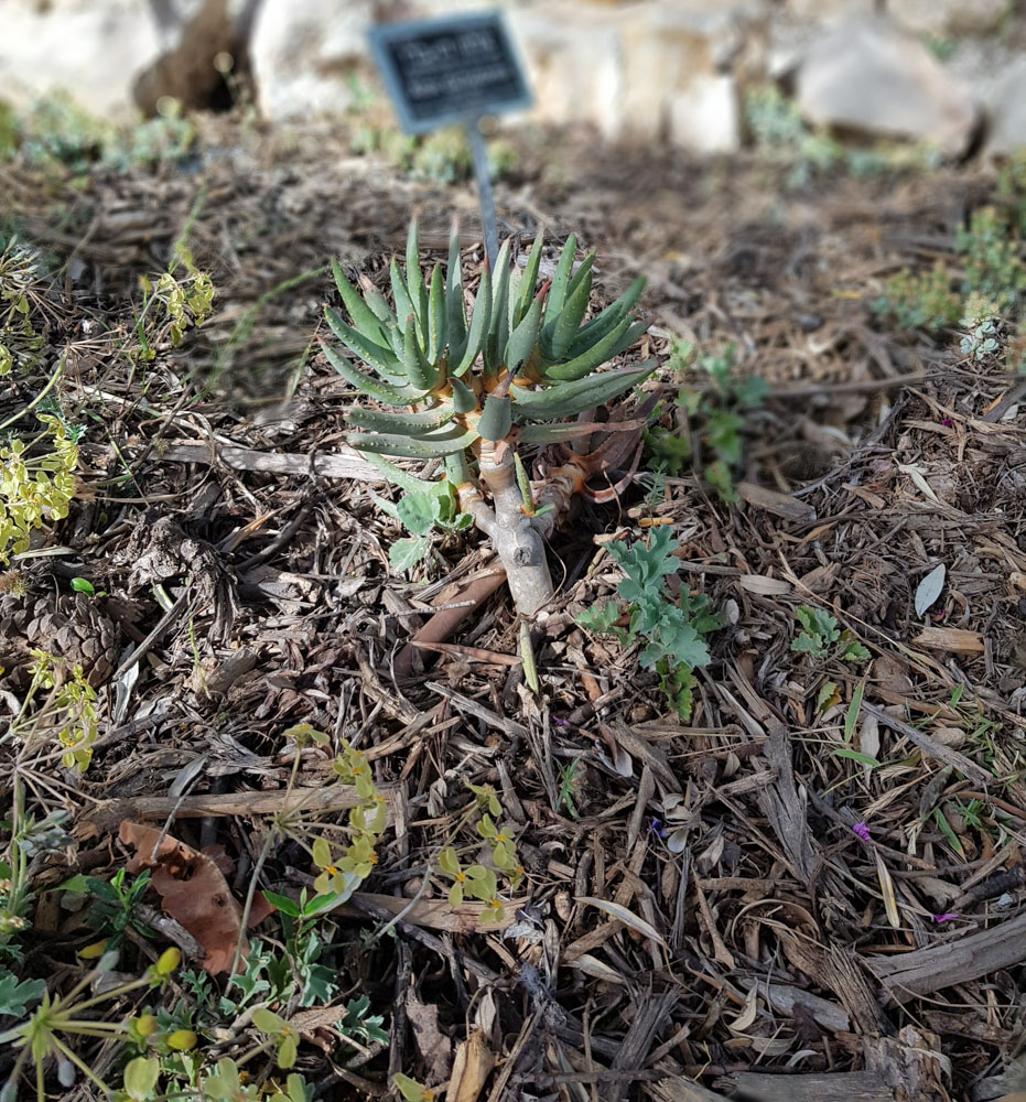 Image of Aloidendron dichotomum specimen.