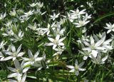 Ornithogalum umbellatum. Верхушки цветущих растений. Санкт-Петербург, клумба. 18 июня 2010 г.