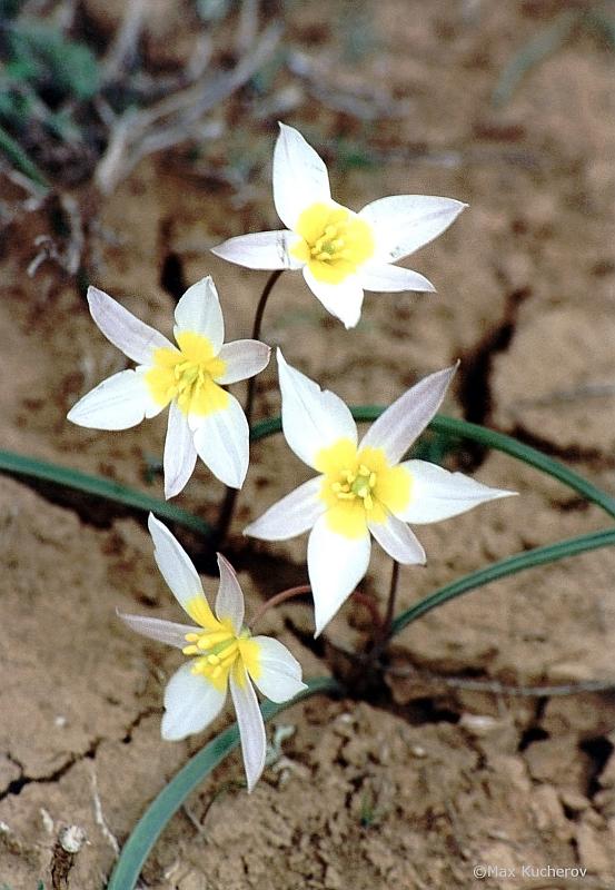 Изображение особи Tulipa biflora.