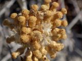 genus Helichrysum