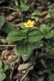 Lysimachia nemorum. Верхушка побега с цветком. Украина, Закарпатская обл., Раховский р-н, окр. с. Квасы, горный буковый лес. 29 июня 2010 г.
