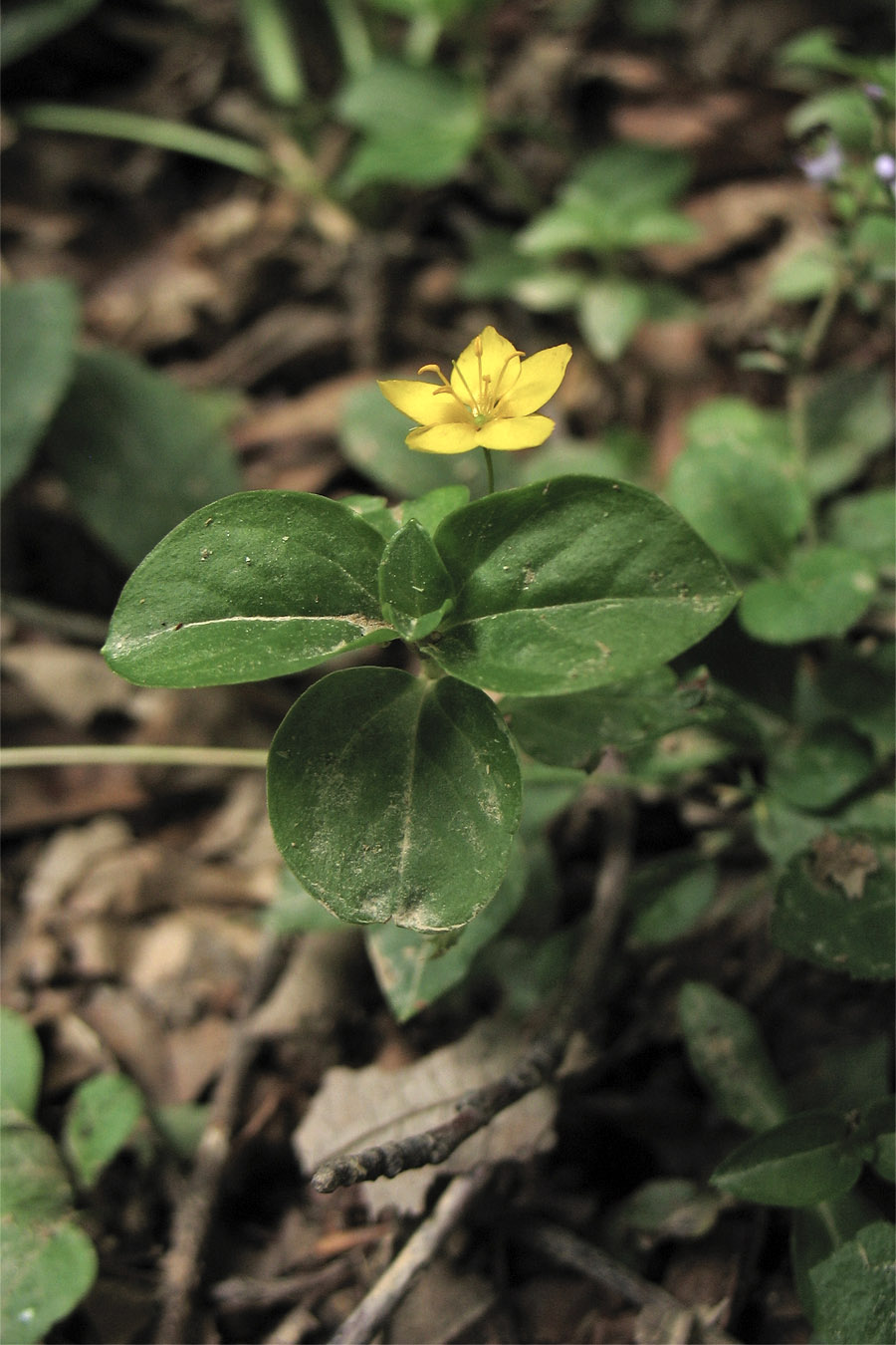 Изображение особи Lysimachia nemorum.