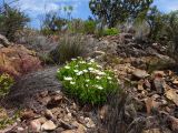 Osteospermum fruticosum