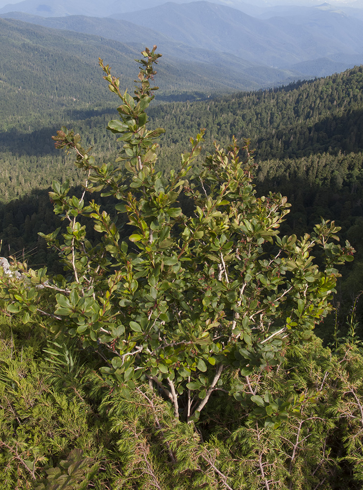 Image of Berberis vulgaris specimen.