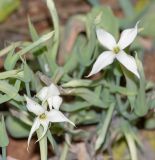 Kalanchoe marmorata