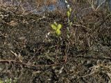 Salix repens. Побеги с тычиночными соцветиями. Нидерланды, провинция Drenthe, окр. дер. Yde, заказник Hondstong, заболоченный луг. 18 апреля 2010 г.