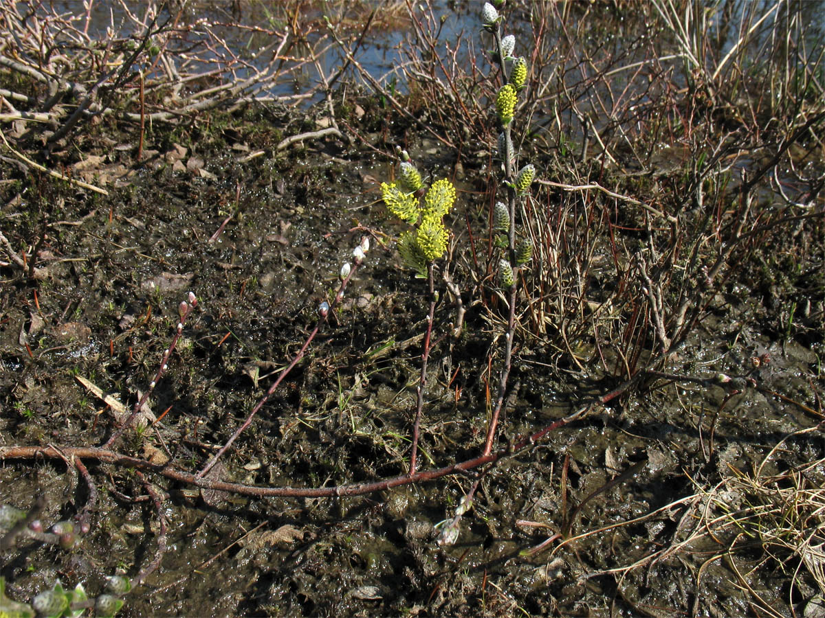 Изображение особи Salix repens.