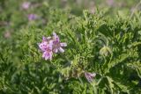 Pelargonium graveolens