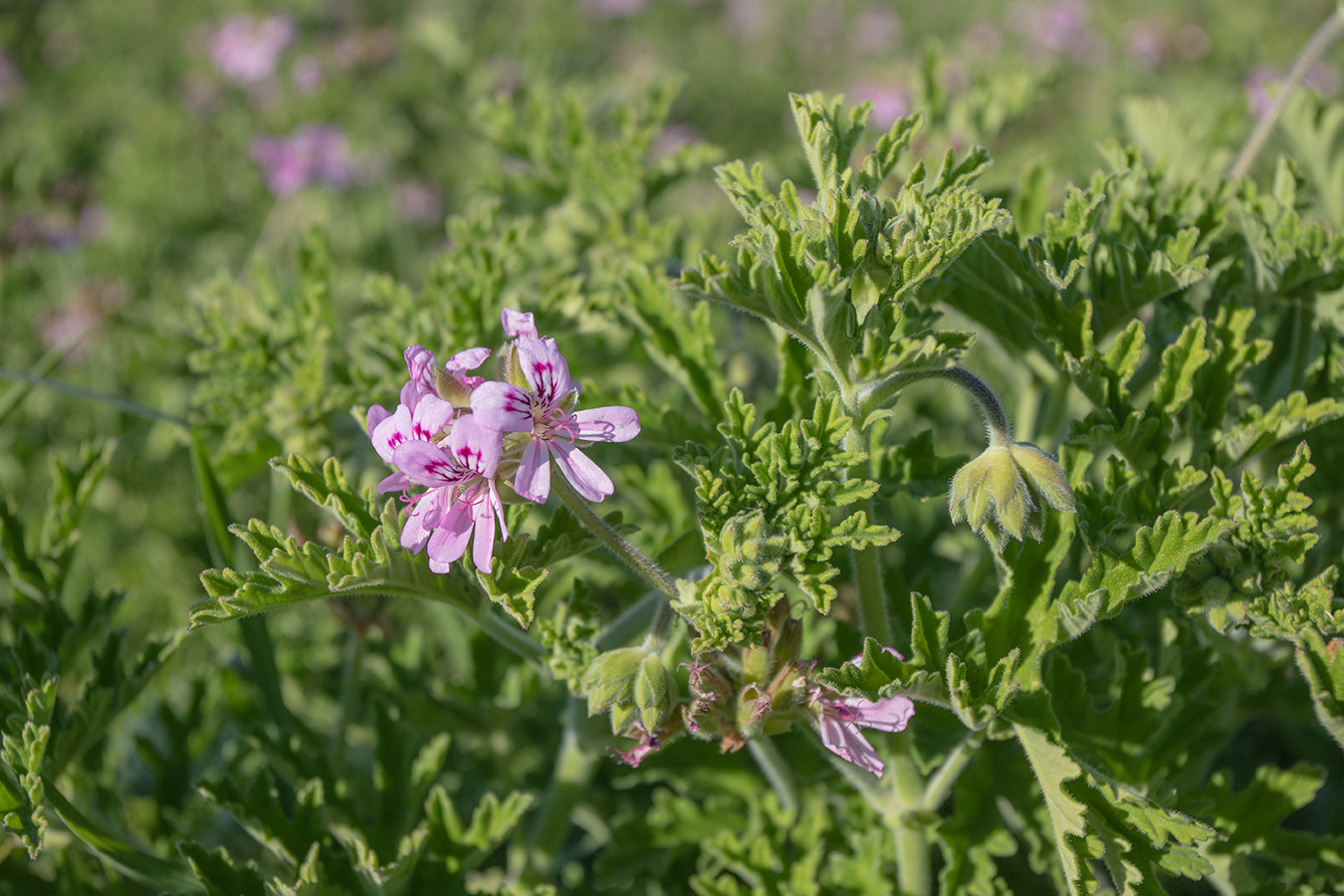 Изображение особи Pelargonium graveolens.