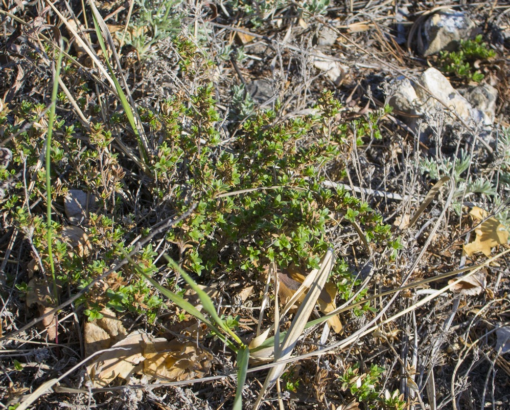 Image of Thymus mongolicus specimen.