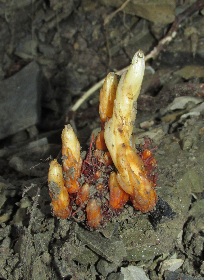 Image of Orobanche laxissima specimen.