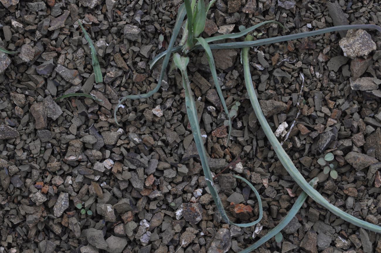 Image of genus Tragopogon specimen.