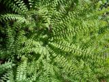 Adiantum pedatum