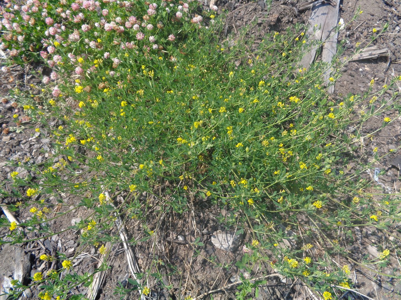 Image of Medicago &times; varia specimen.