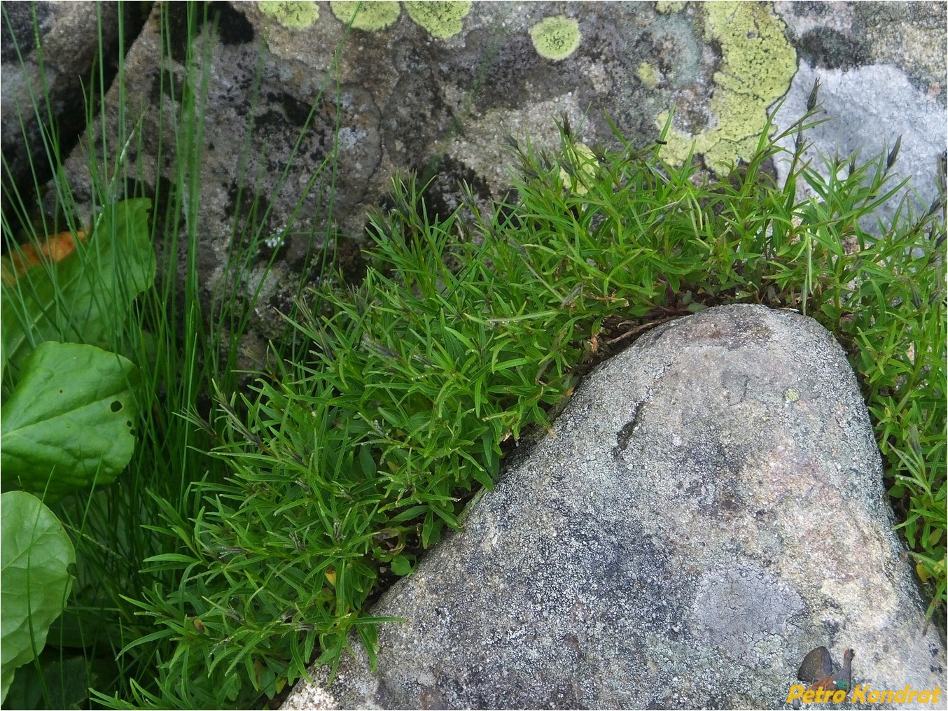 Image of Campanula polymorpha specimen.