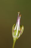 Allium pictistamineum