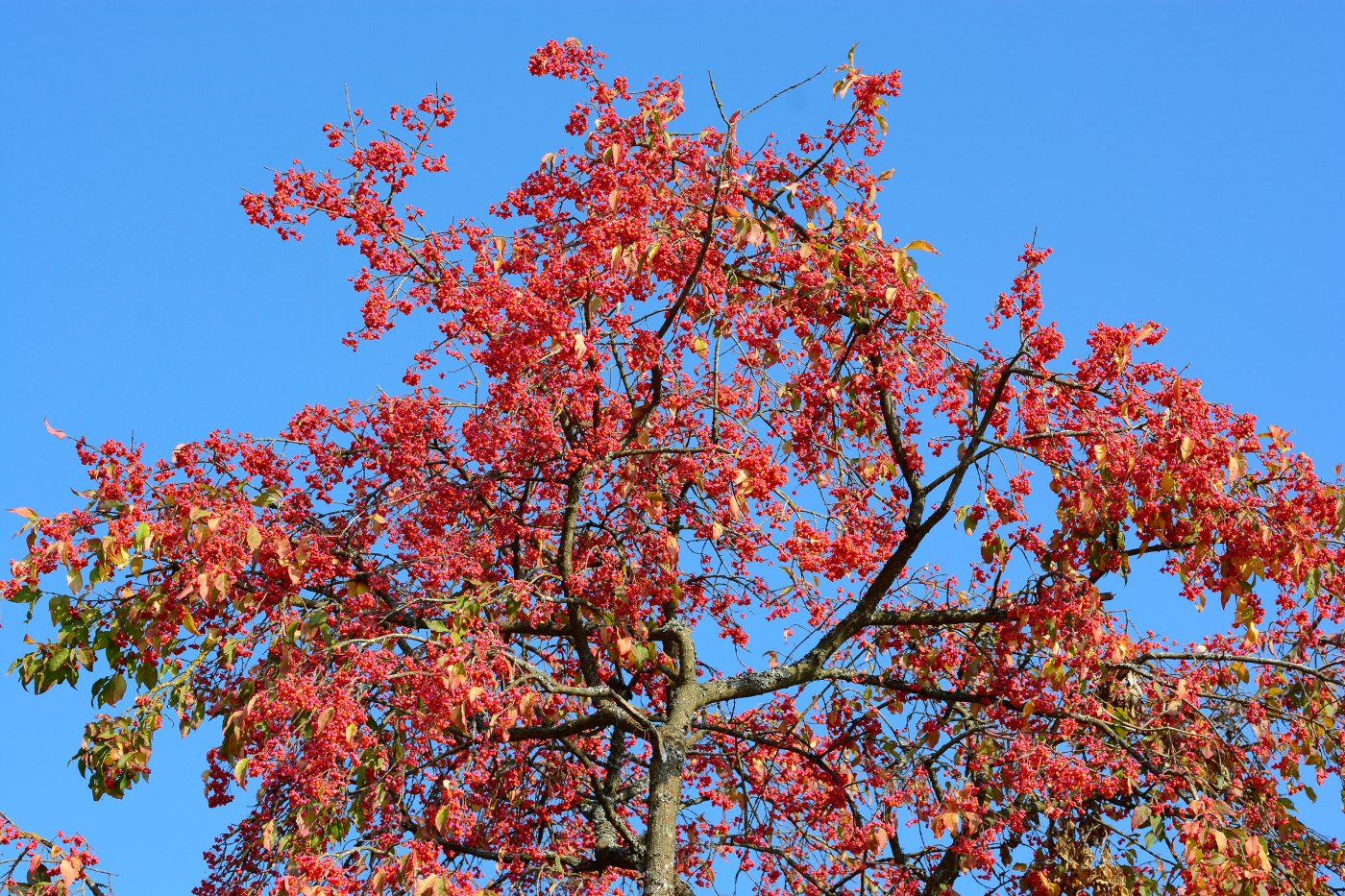 Image of Euonymus europaeus specimen.